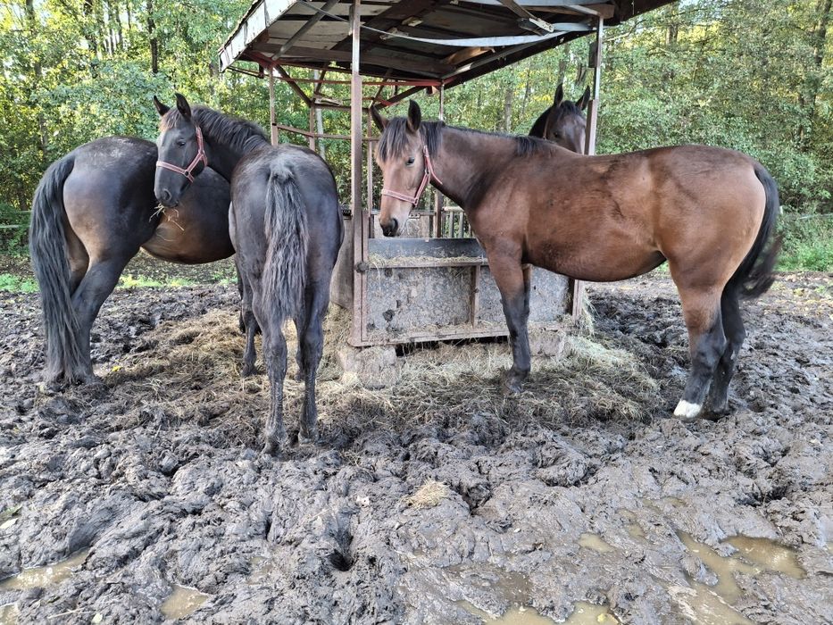 Sprzedam klacz śląską