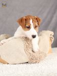 Jack Russell Terrier ZKwP FCi  piesek po Ch.PL rezerwacja