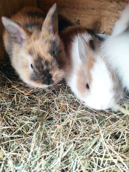 Posiadam na sprzedaż królicz miniaturkiki