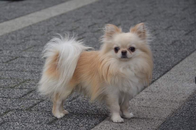 Dolar chihuahua chlopiec FCI