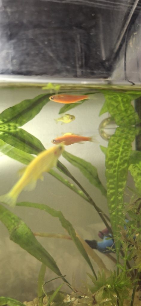 Danio neonowe młode