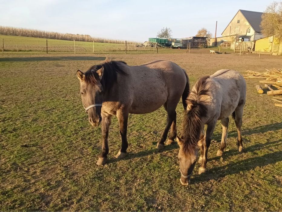 Konik polski klacz i źrebak
