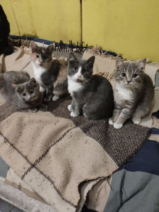 Кошенята в добрі рукі