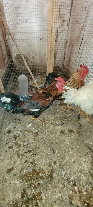 Koguty wiejskie, kogutki