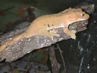 Реснитчатый геккон бананоед самец далматин