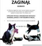 ZAGINĄŁ KOT Czarny z białym