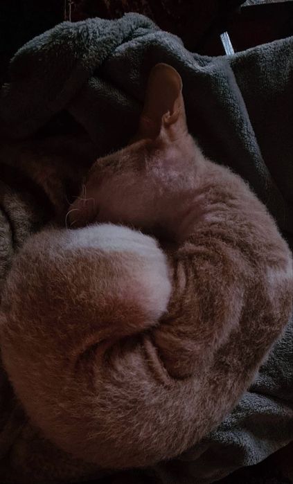 Отдам сфинкса в любящие руки