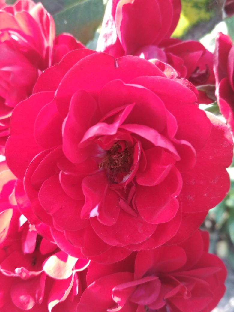 Витка троянда червоного кольору