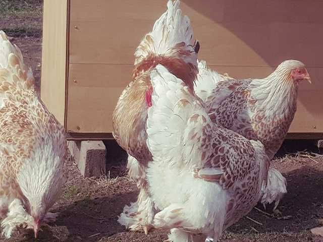 Інкубаційне яйце.(Курчата) Брама - фарфорова, біле золото, золото.
