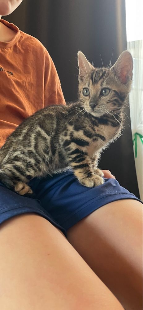 Bengal Kocurek Bengalski