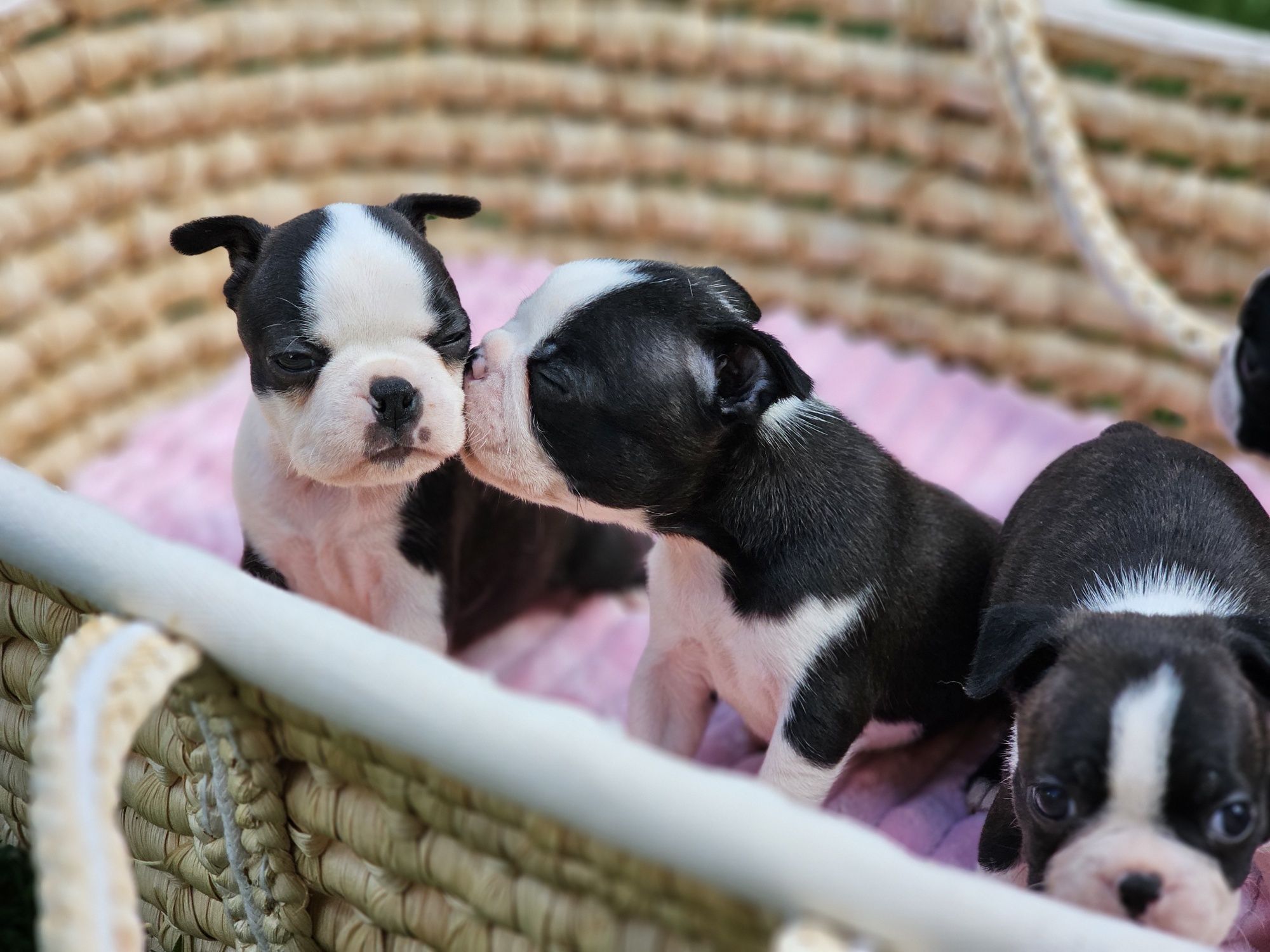 Suczka boston terrier do rezerwacji