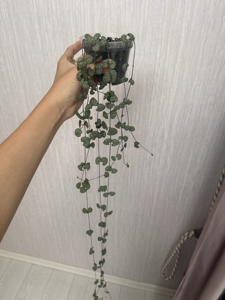 Циропегія Вуда.