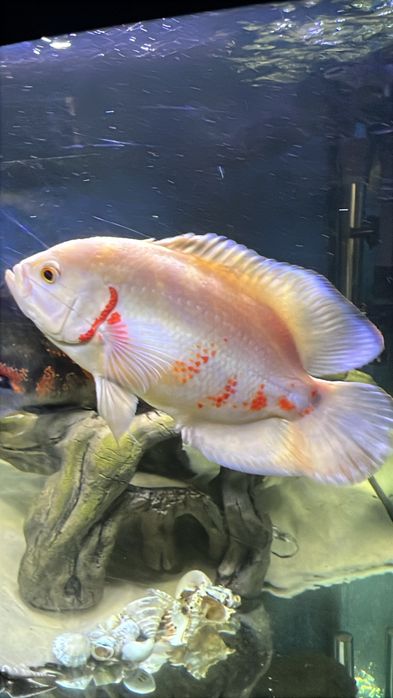 Peixe Oscar grande -preço cada unidade