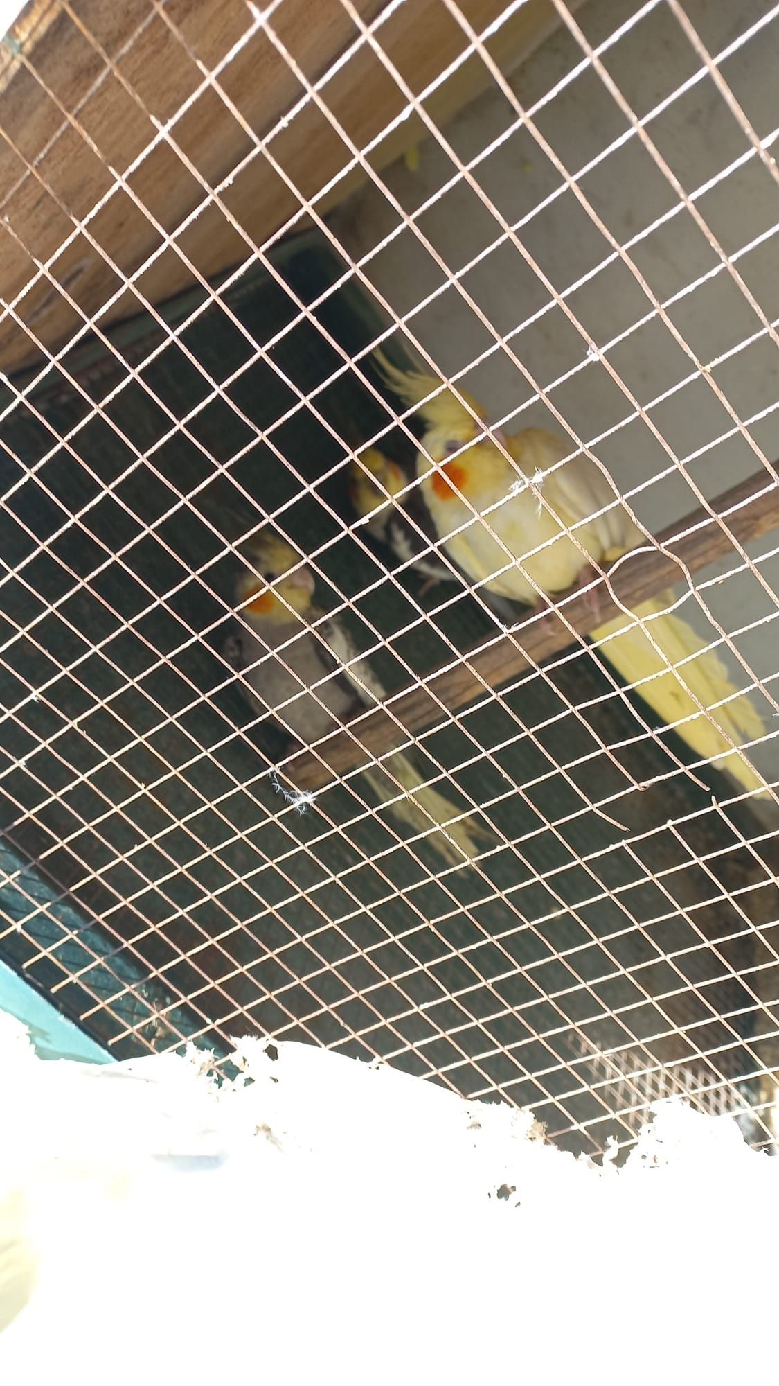 Caturras para venda