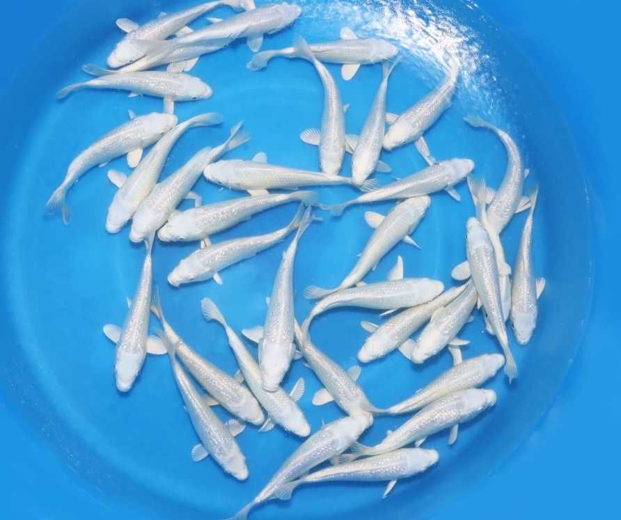 Carpa koi do Japão
