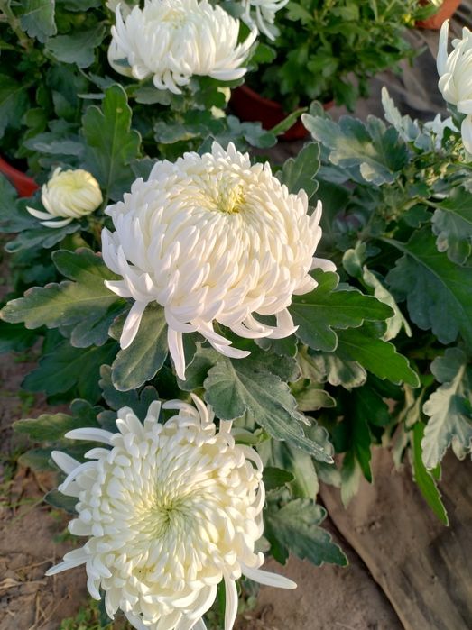 Chryzantemy doniczkowe