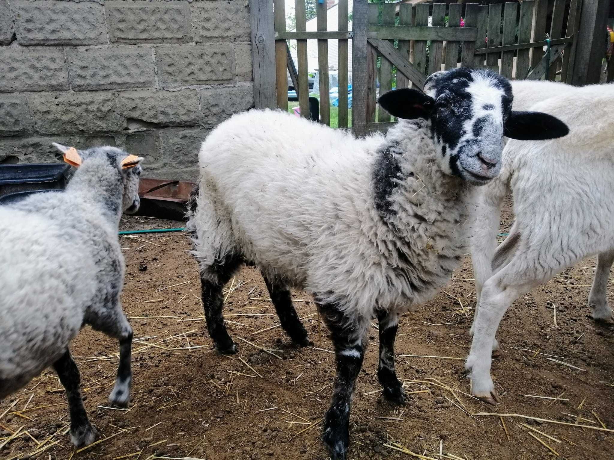 Jagnięta po angielskim baranie rasy herdwick (okazja!)