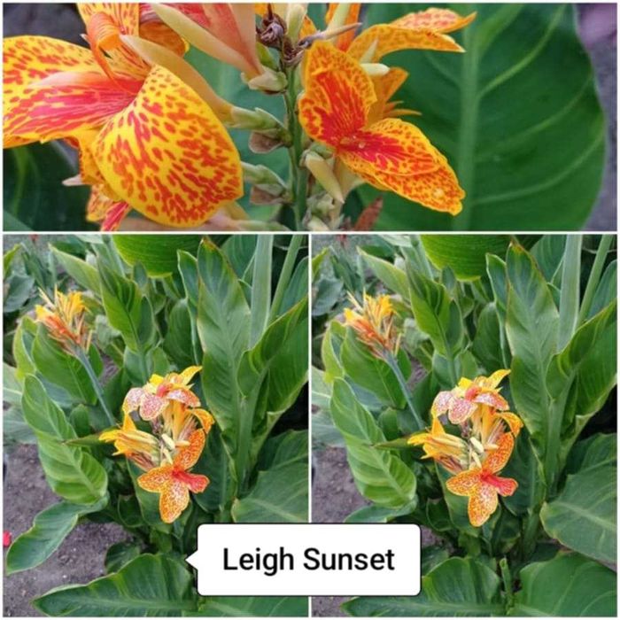 Nadwyżka kłączy kann