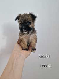 Pieski york Morkie