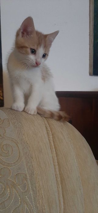 kotek biało - rudy  do oddania