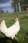 Tetra biała jak leghorn kurka młoda