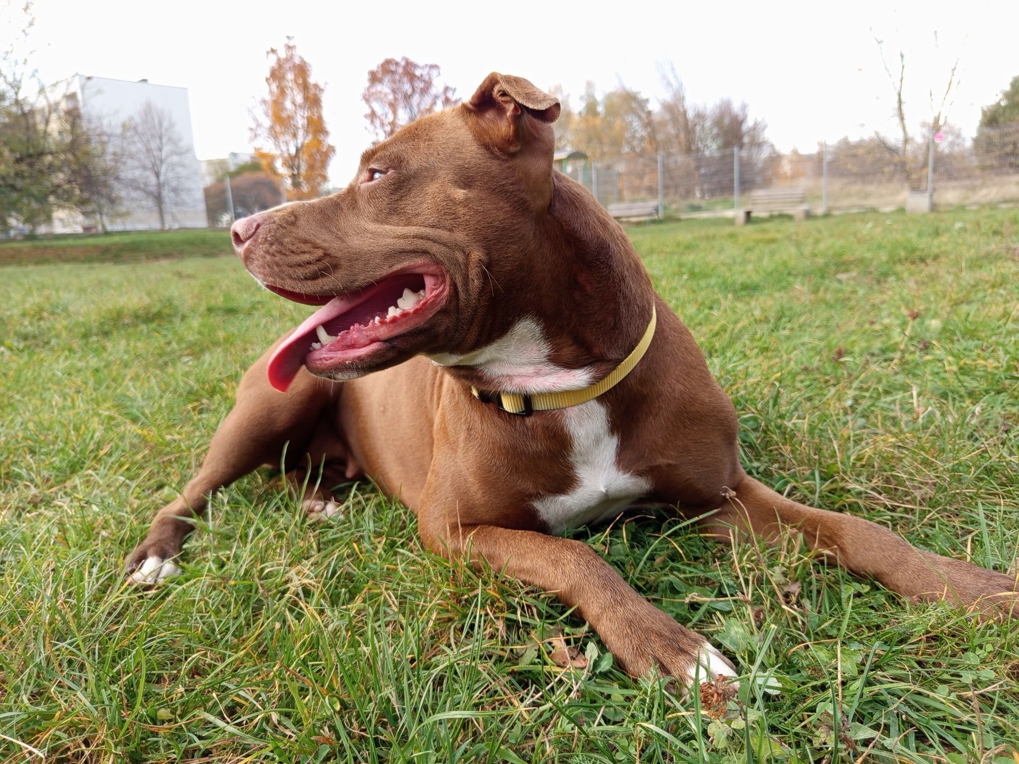 Vini pitbull red nose do pilnej adopcji