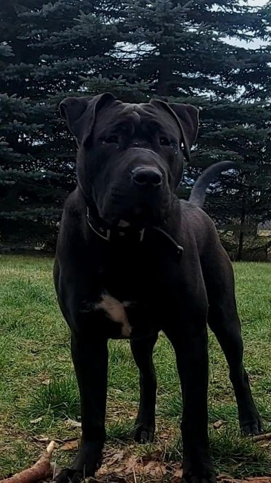 samiec w typie bandoga, mix molos/ttb