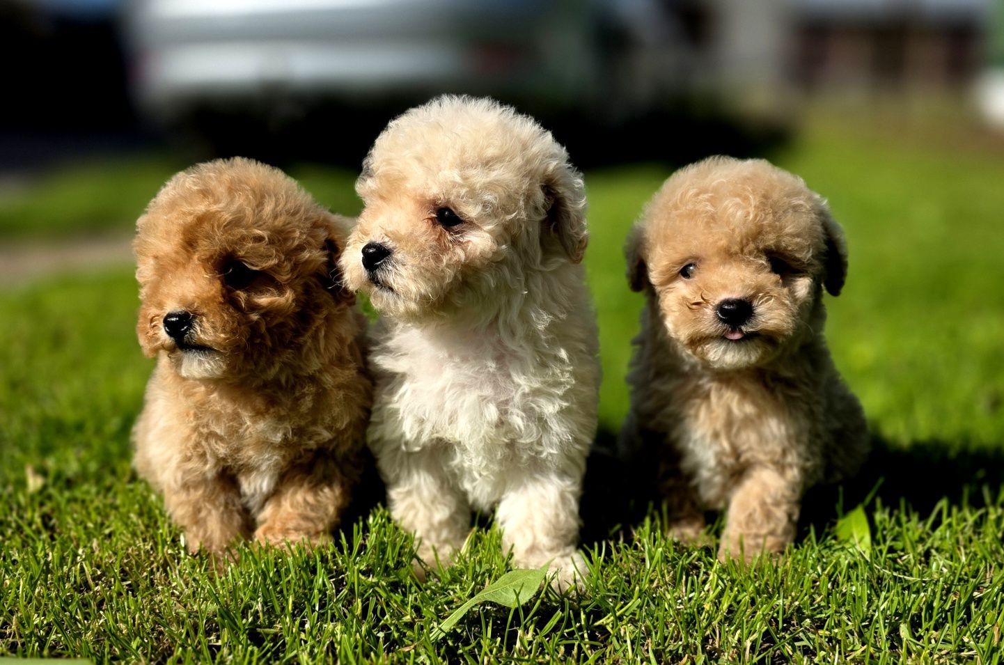 Bichpoo maltipoo  super puszty lok f1 piesek