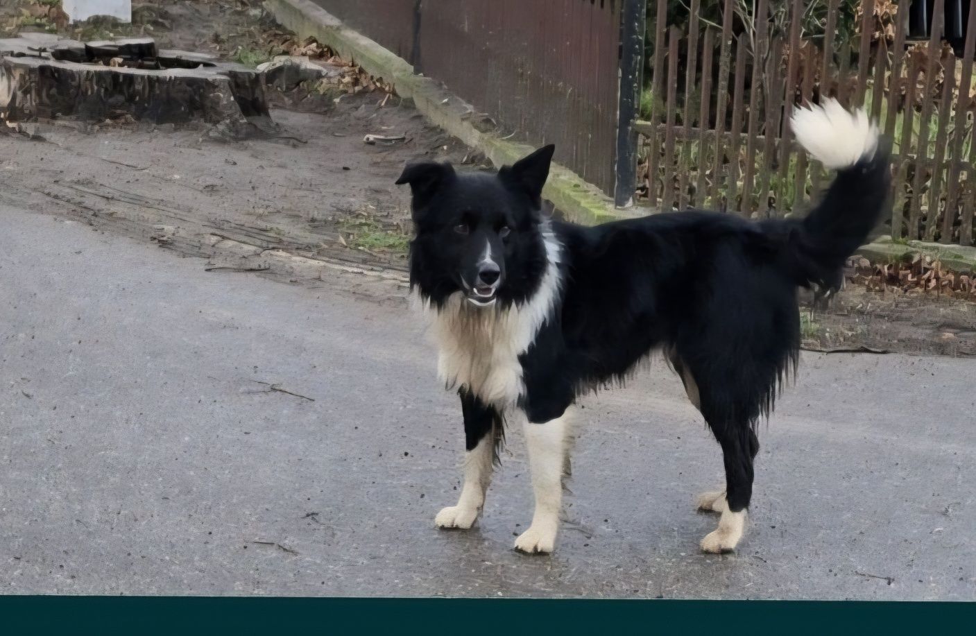 Sunia Bordel Collie
