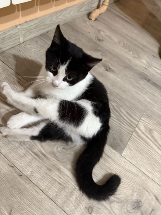 Oddam w dobre recę kotki