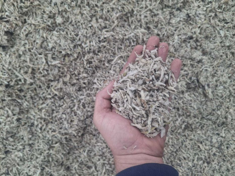 Wysłodki buraczane mokre prosto z cukrowni świeże