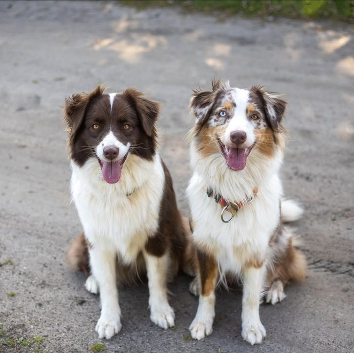 Owczarek australijski merle suczka ZKwP FCI