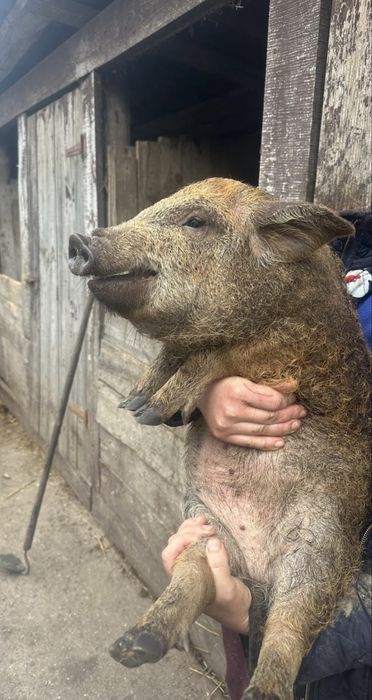 Продаж поросят пухової Венгерської мангалиці