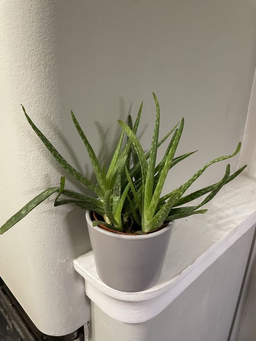 Aloes leczniczy kwiat domowy doniczkowy