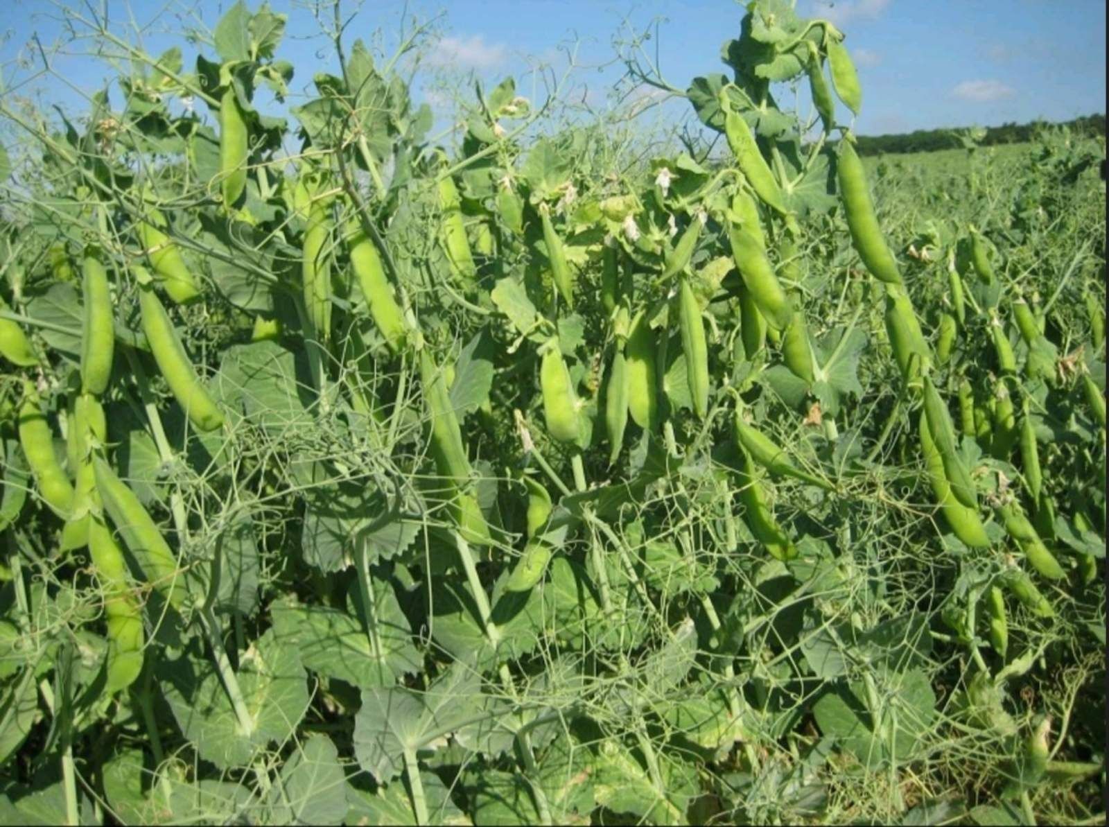 Зелений горох,виробник,насіння