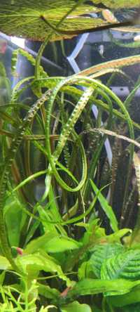 Cryptocoryne Balansae