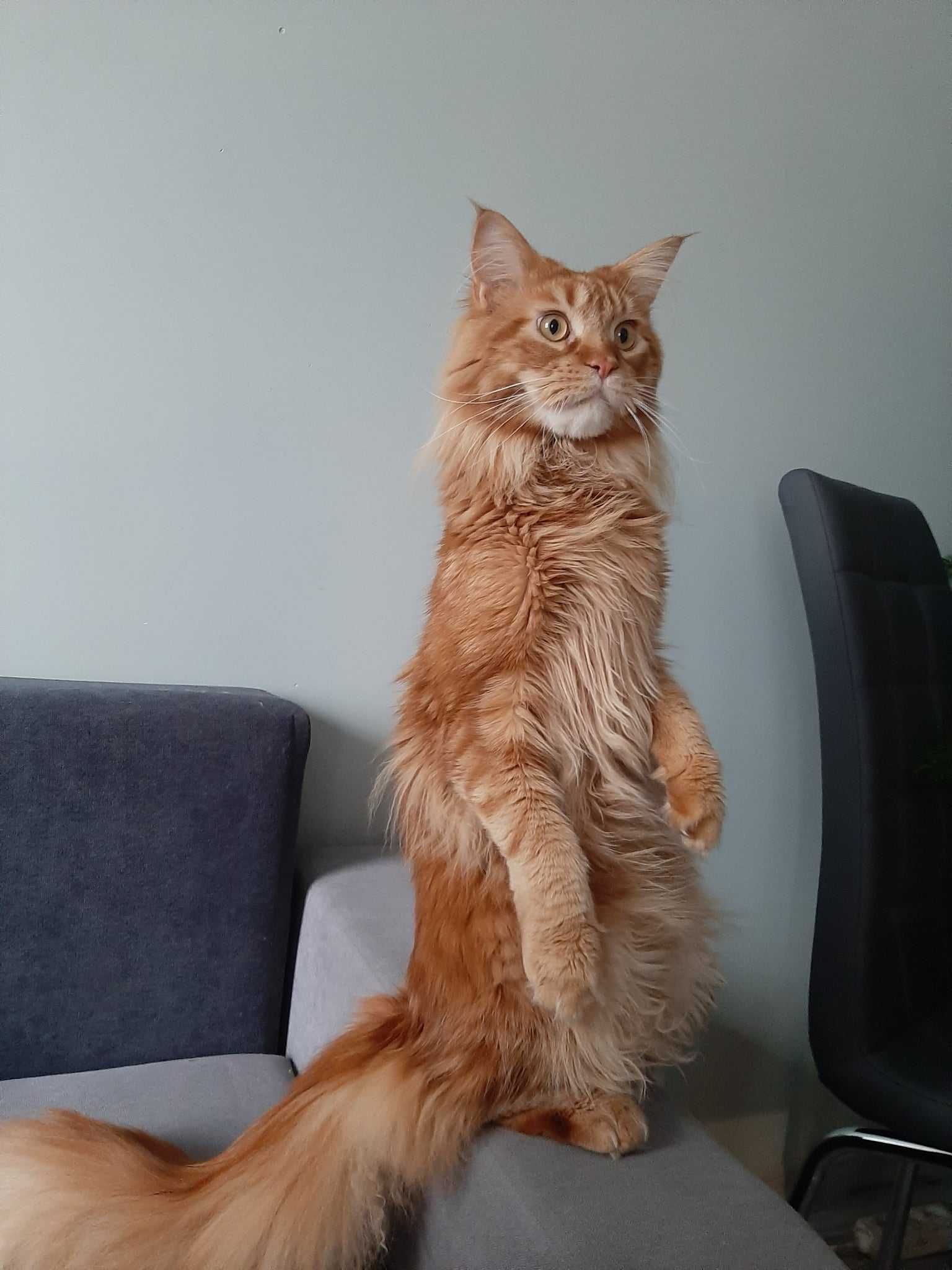 Kot Maine Coon Rudy uroczy kotek szuka nowego domu, skończone 4 latka