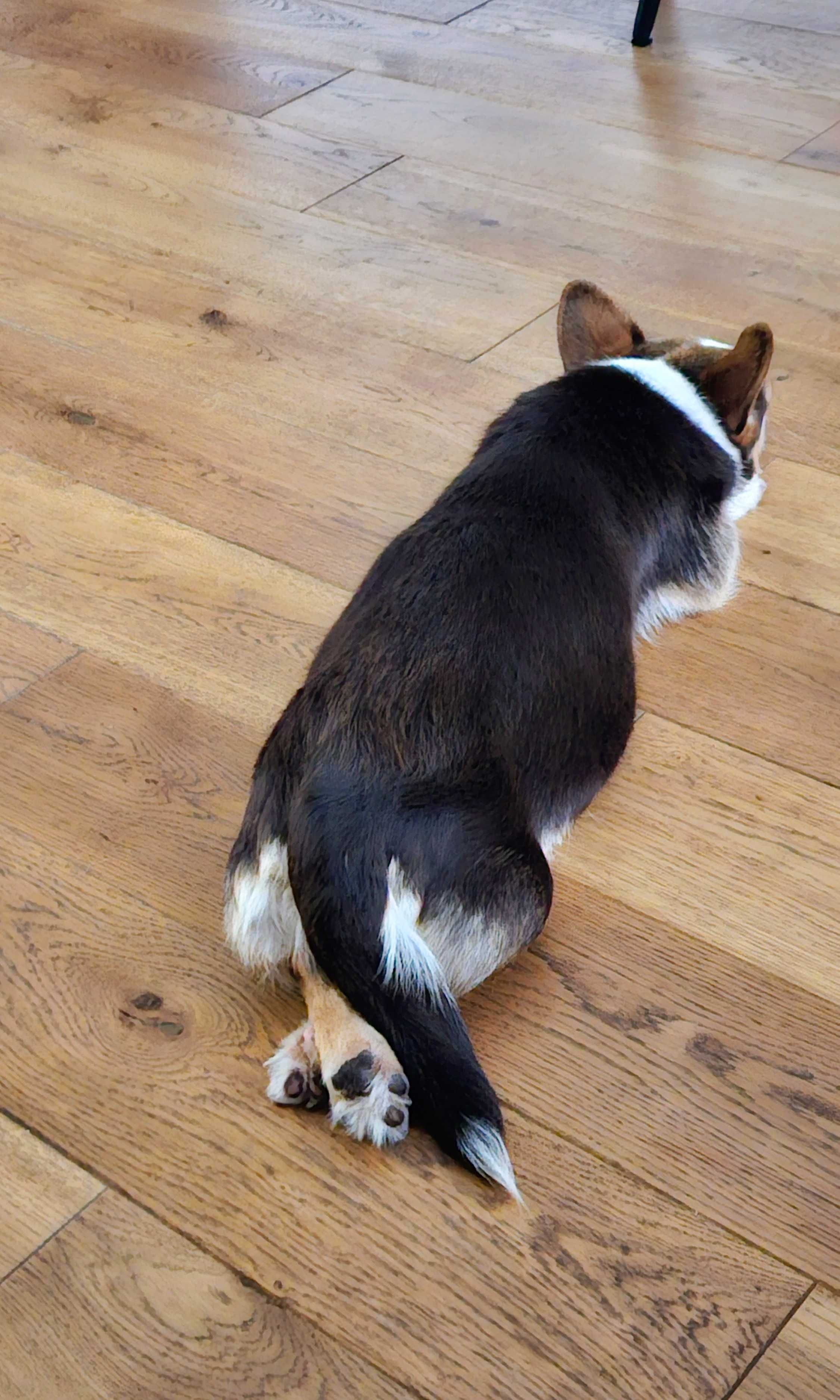 2 lata suczka w typie corgi do adopcji