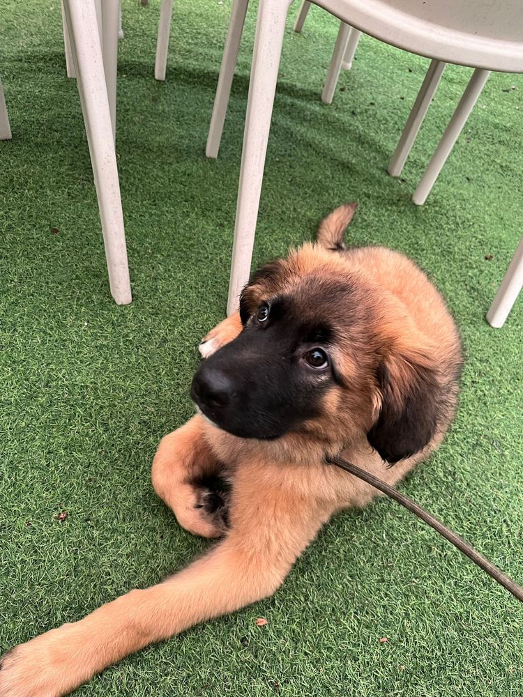 Bebé com 6 meses para adoção responsável.