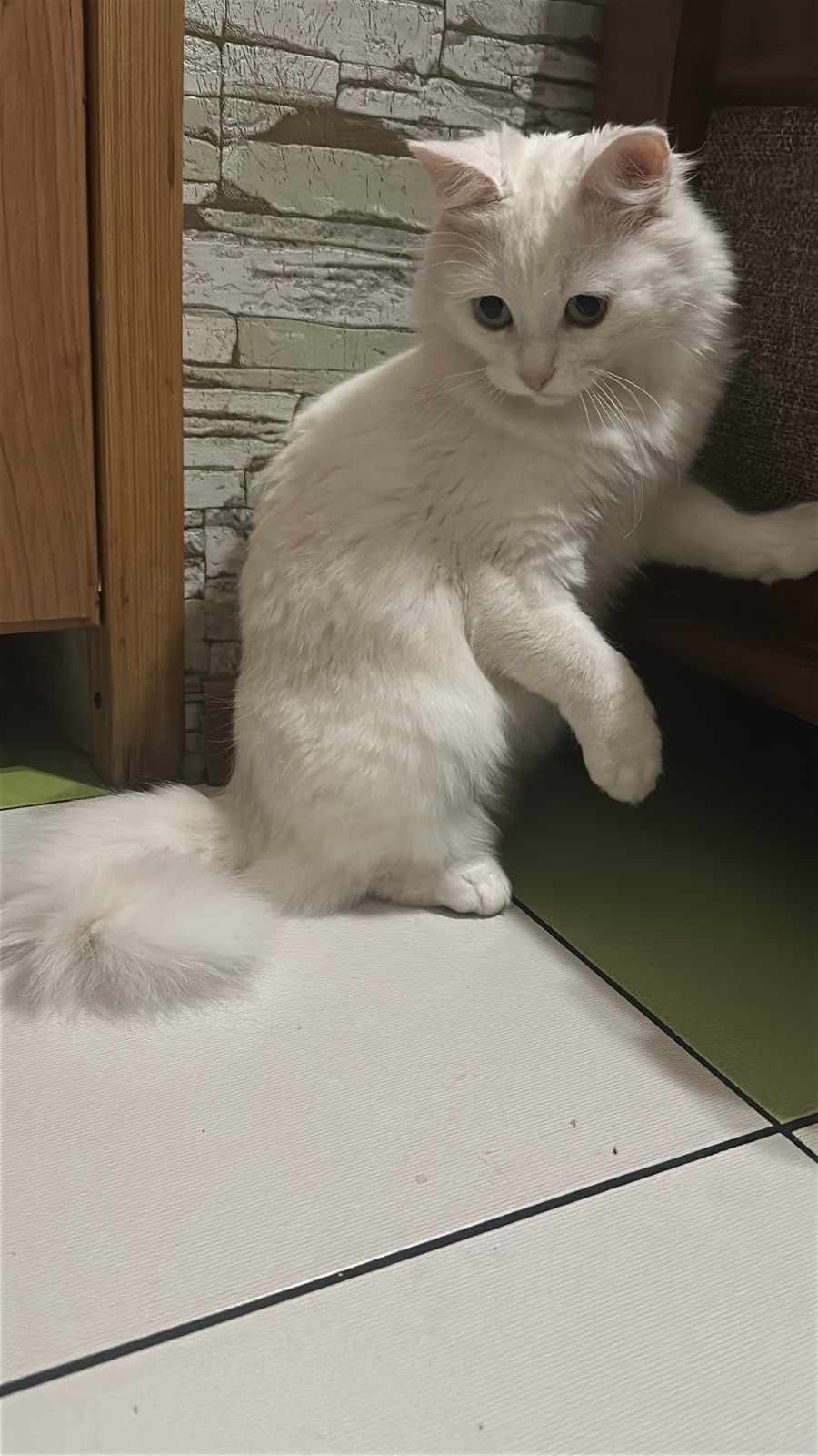 Киця. Кіт. Кошеня.