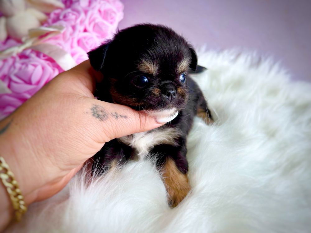 ***Xxs długowłosa laleczka chihuahua śliczna tri color dziewczynka***