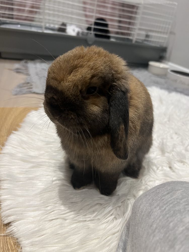 Królik mini lop samiczka