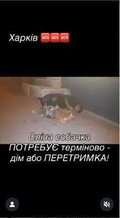 Помогите спасти пса.