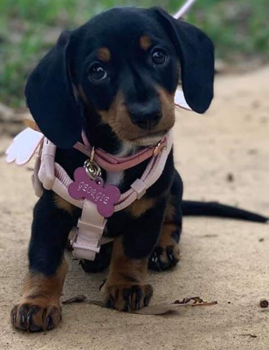 Таксятка 2 місяці, чорні – ваш новий друг!