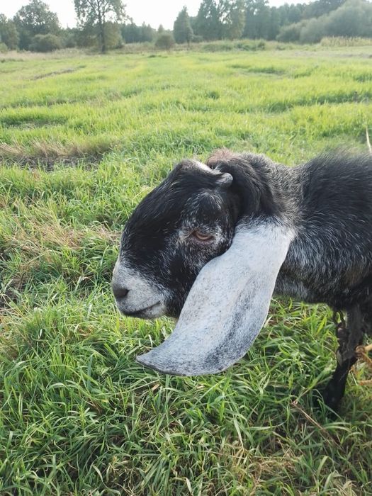 Англонубійський козел