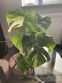 monstera thai constellation jak platinum