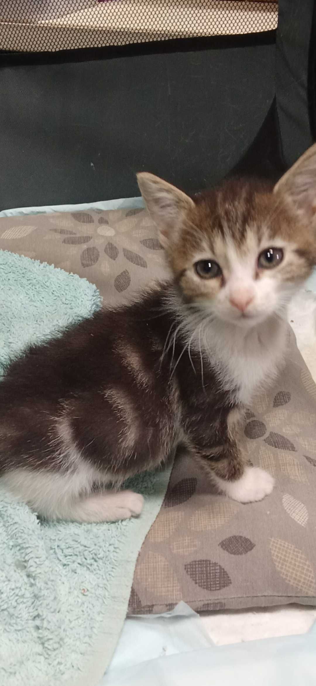 Halo kocie dziecko do adopcji