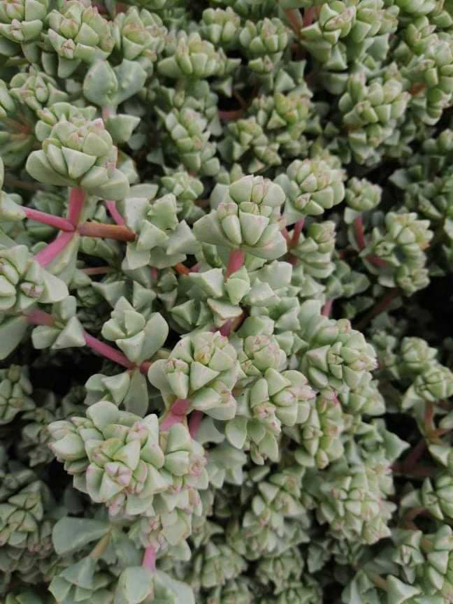 Suculentas flor roxa