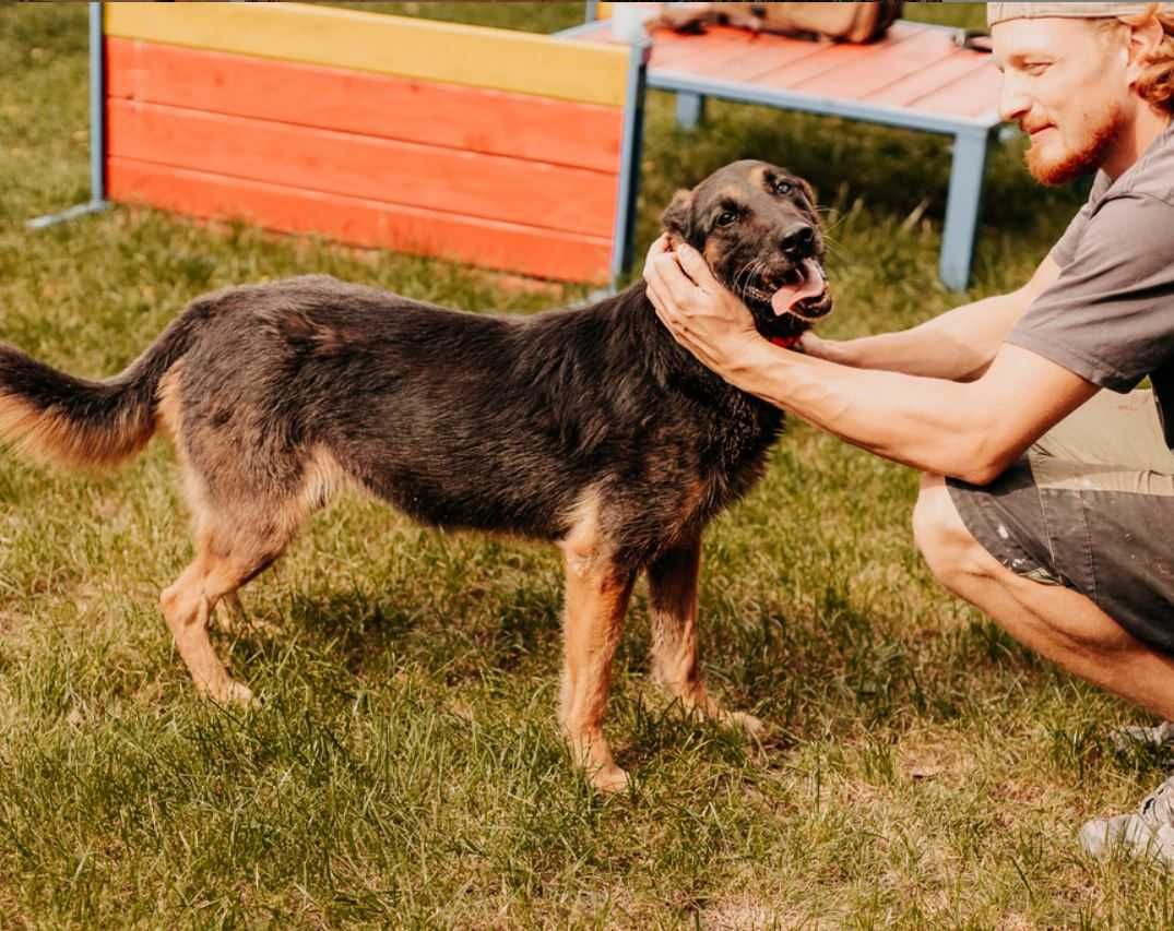 Nixi - specjalistka do spraw spacerów poleca się do adopcji!!!