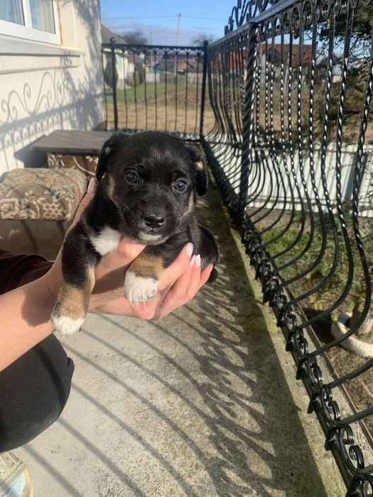 Віддам щенят метис у добрі руки